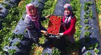 Kadın çiftçilerin gözbebeği 'Vali Hanım çileği'