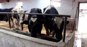 KIRKLARELİ - 1 ton 100 kiloluk 'Tosuncuk' adlı dana 35 bin liradan satışa çıkarıldı