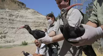 Koruma altındaki kelaynaklar yeniden göç yollarına düştü