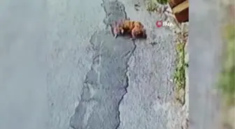 Kütahya'da pitbull dehşeti kamerada