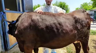 Masaj yaparak büyüttüğü hayvanların kilosunu 10 bin liradan satıyor