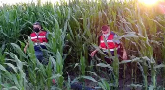 Mısır tarlasına ekili 84 kök kenevir ele geçirildi: 1 gözaltı