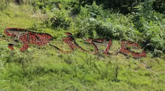 Rize'de cadde ve sokaklar 200 bin çiçekle renklenecek