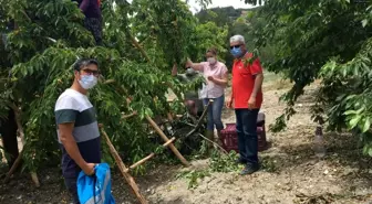 Şaphane vişnesinde hasat öncesi denetim