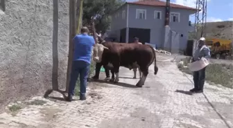 1,3 tonluk 'Çakırbey' isimli kurbanlık boğa 35 bin liraya satışa sunuldu