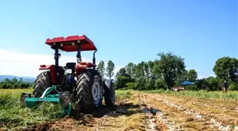 Son dakika haber... Bakan Yardımcısı, kullandığı traktör ile Taşköprü sarımsağının hasadını başlattı