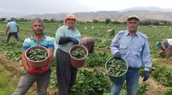 Hava sıcaklıkları salatalığı olumsuz etkiledi