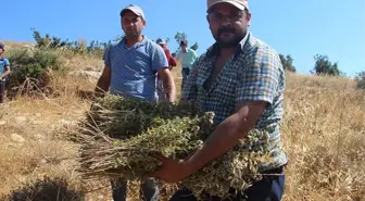 Kilis'te kekik hasadı başladı