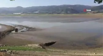 Manisa'da baraj suları tahliye edilince balıklar da telef oldu