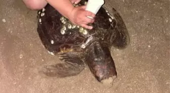 Rus turistlerin caretta carettaya eziyeti cezasız kalmadı