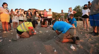 Caretta caretta yavruları denizle buluşmaya başladı