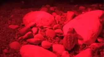 Antalya'da caretta caretta yavrularının zorlu yolculuğu başladı