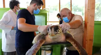 Yaralı ve hasta deniz kaplumbağaları tam teşekküllü hastanede tedavi ediliyor