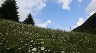 Kaçkar Dağları'nın zirvesinde bulut denizinin üzerindeki gün batımı ziyaretçileri büyülüyor