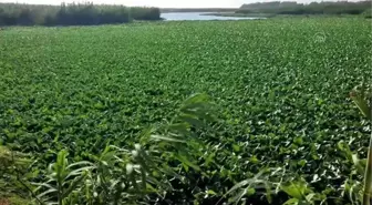 Asi Nehri'nin bir kısmını su sümbülleri kapladı