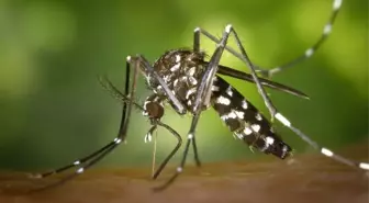 Batı Nil Virüsü nedir? Batı Nil Virüsü nerelerde görüldü?