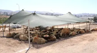 Karaköprü'de kurban satış ve kesim yerleri belirlendi