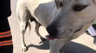 Son dakika haberi! Köpeğe eziyeti kayda alıp şahsı polise teslim ettiler