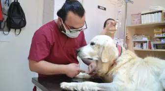 Keşan'da böbrek yetmezliği olan 'Mischa' adlı köpeğe kök hücre tedavisi yapıldı