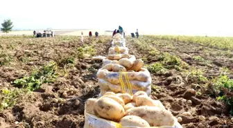 Niğde'de yazlık patates hasadı başladı