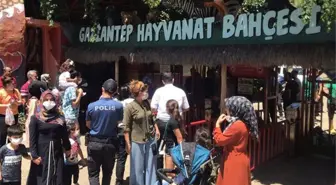 Gaziantep'te panik! Kafesini parçalayarak kaçan aslan önüne gelene saldırdı: 3 yaralı