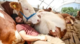 He sleeps with the bull he brought from Erzurum for Eid al-Adha