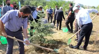 Sinop'ta 15 Temmuz Şehitleri anısına 251 çam fidanı toprakla buluşturuldu