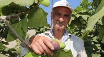 Siyah incir hasadı başladı