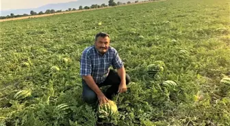 Meşhur Dodurga karpuzunda hasat başladı