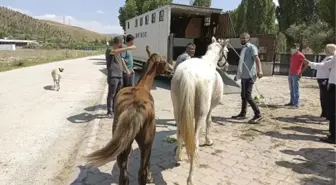 Sahipsiz atlarla göl gezisine para cezası