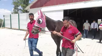 Türkiye'nin 'şampiyon atları' Ereğli'de yetişiyor