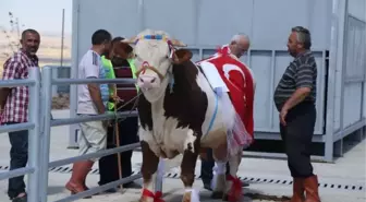 Ankara'da 'Kurban Güzellik Yarışması'