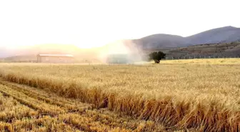 Kahramanmaraş'ta ekinler biçilmeye başladı