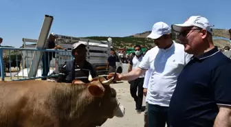 Sivas'ta Vali ve Belediye Başkanı, ihtiyaç sahipleri için pazarın en büyük iki kurbanlığını satın aldı