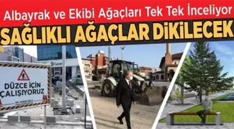 KENT ESTETİĞİNE UYGUN SAĞLIKLI AĞAÇLAR DİKİLECEK