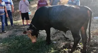 Kurbanlık dana 10 metrelik su kuyusuna düştü! İtfaiye ekipleri kurtarmak için büyük uğraş verdi