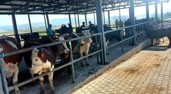 Aslanapa Canlı Hayvan Pazarı ve Borsası ekonomiye katkı sağlıyor