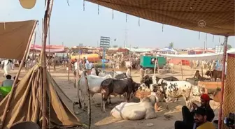 İSLAMABAD - Pakistan'ın renkli kurban pazarlarında bayram yoğunluğu yaşanıyor