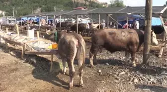 Kurban Bayramı'nın ilk gününde hayvan pazarında yoğunluk