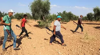 Güneydoğu'da Antep fıstığı hasadı başladı! Bekçiler hırsızlara karşı ellerinde tüfeklerle 24 saat nöbette