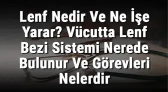 Lenf Nedir ve Ne İşe Yarar? Vücutta Lenf Bezi Sistemi Nerede Bulunur ve Görevleri Nelerdir