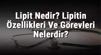 Lipit Nedir? Lipitin Özellikleri ve Görevleri Nelerdir?