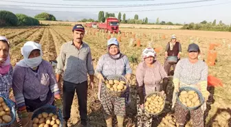 Ödemiş patatesinde ikinci ürün zamanı