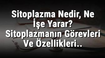 Sitoplazma Nedir, Ne İşe Yarar? Sitoplazmanın Görevleri ve Özellikleri..