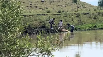 Kars'ta bataklığa saplanan ineği vatandaşlar kurtardı