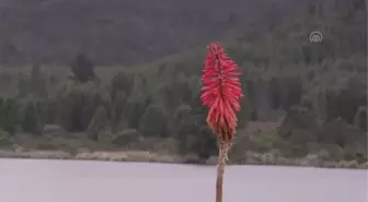 Kolombiya doğal orman rezervini korumak için faaliyetlere devam ediyor