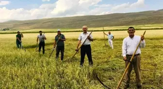 Kuraklık çiftçiyi eski aletlere yönlendirdi