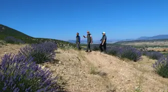 'Lavanta kokulu köy' Kuyucak, lavanta vadisiyle cazibesini artıracak