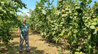 Fındık üreticisi 27 TL taban fiyat ve erken açıklama bekliyor