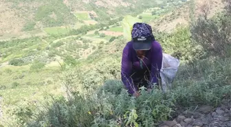 Ganos Dağı eteklerinden topladıkları ada çayı, 7 ülkeye birden ihraç ediyorlar